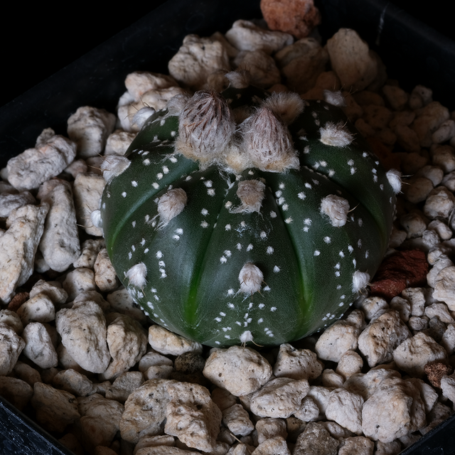 Astrophytum asterias