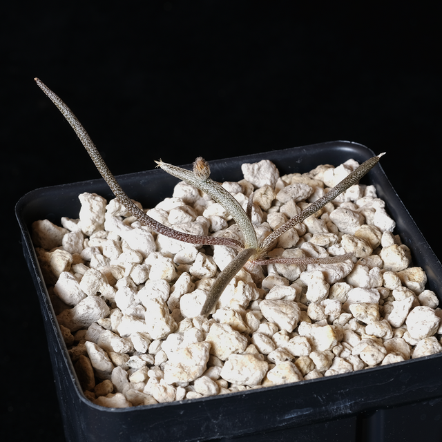 Astrophytum caput-medusae