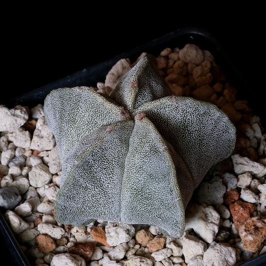 Astrophytum myriostigma