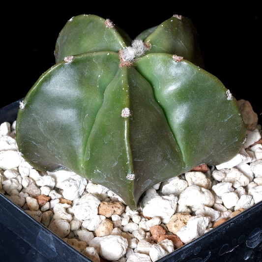 Astrophytum myriostigma hybrid