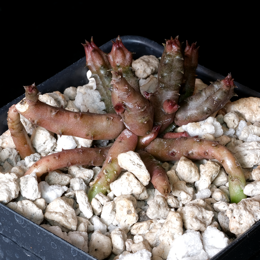 Orbea ubomboensis
