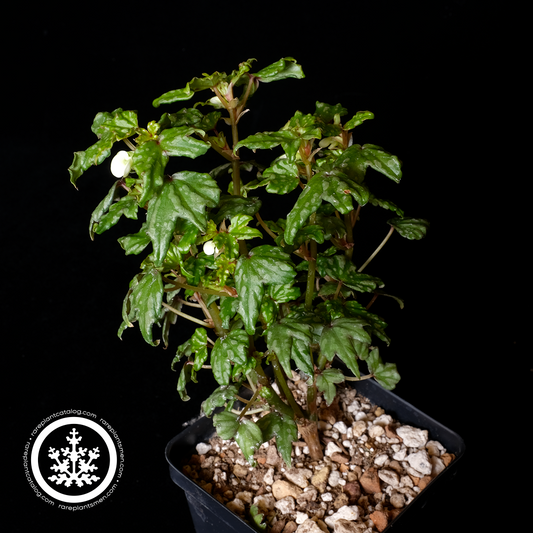 Begonia dregei