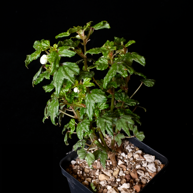 Begonia dregei