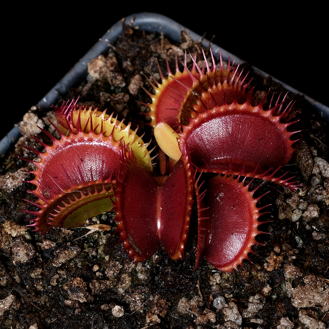 Dionaea muscipula 'Bimbo'