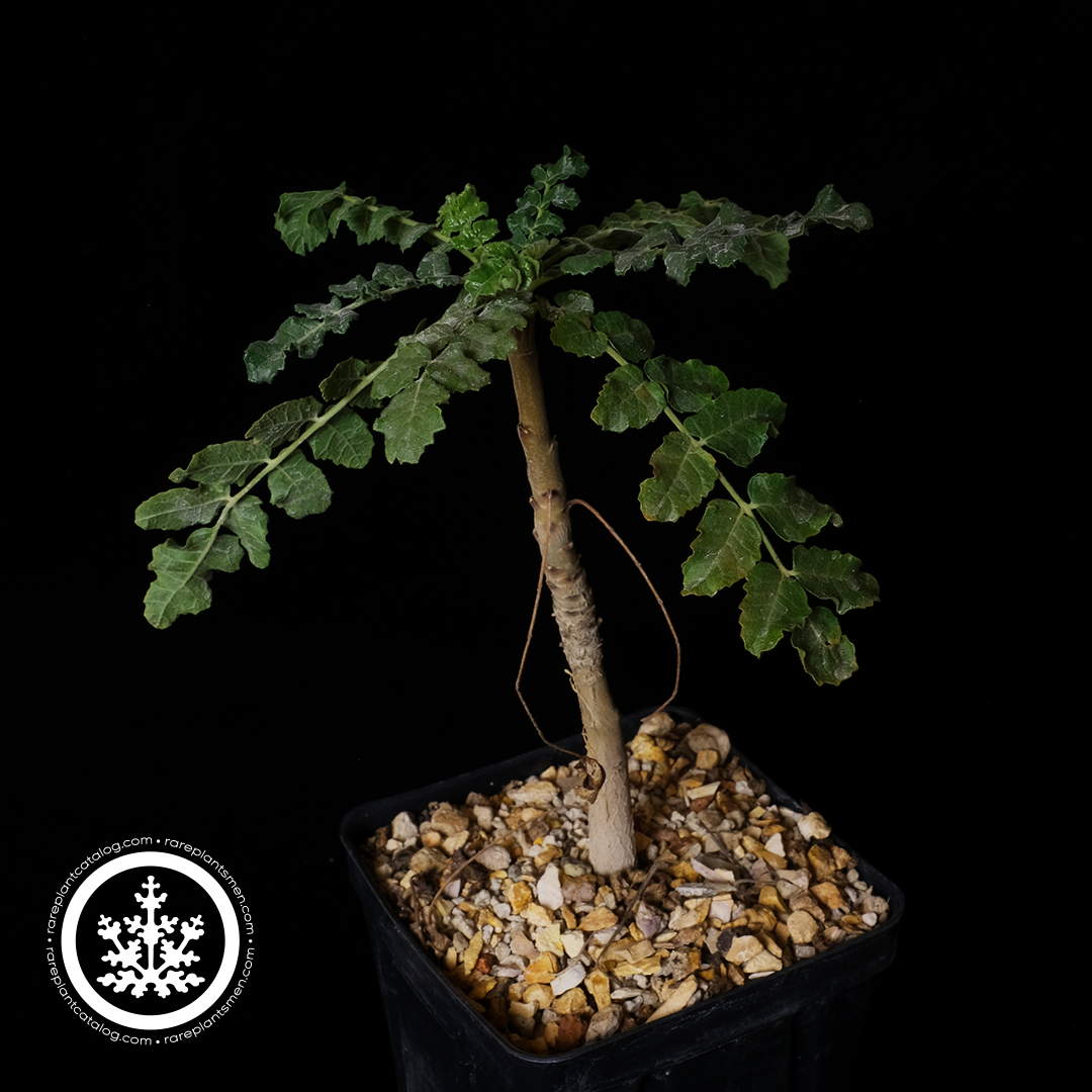 Boswellia sacra