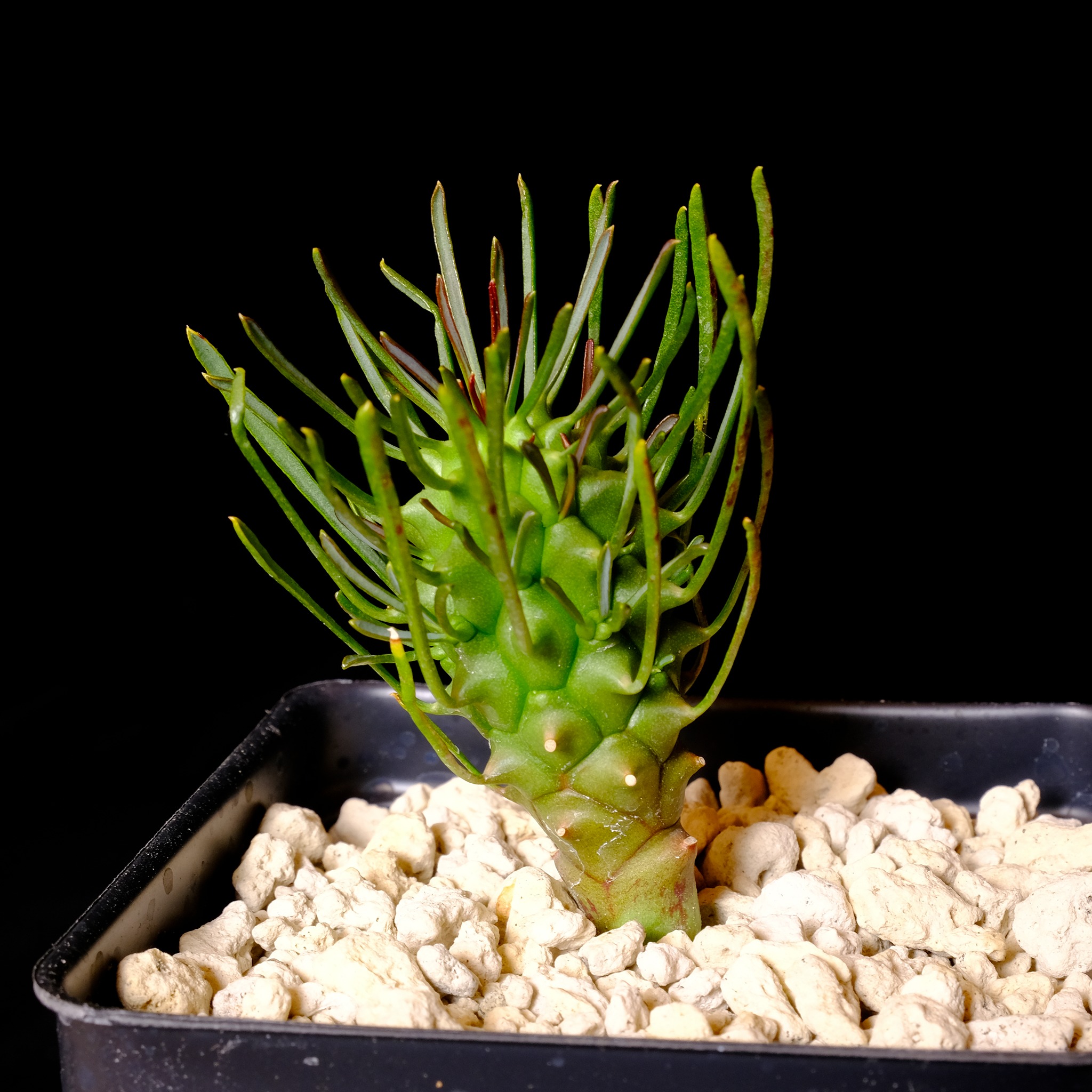 Euphorbia brakdamensis