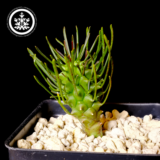Euphorbia brakdamensis