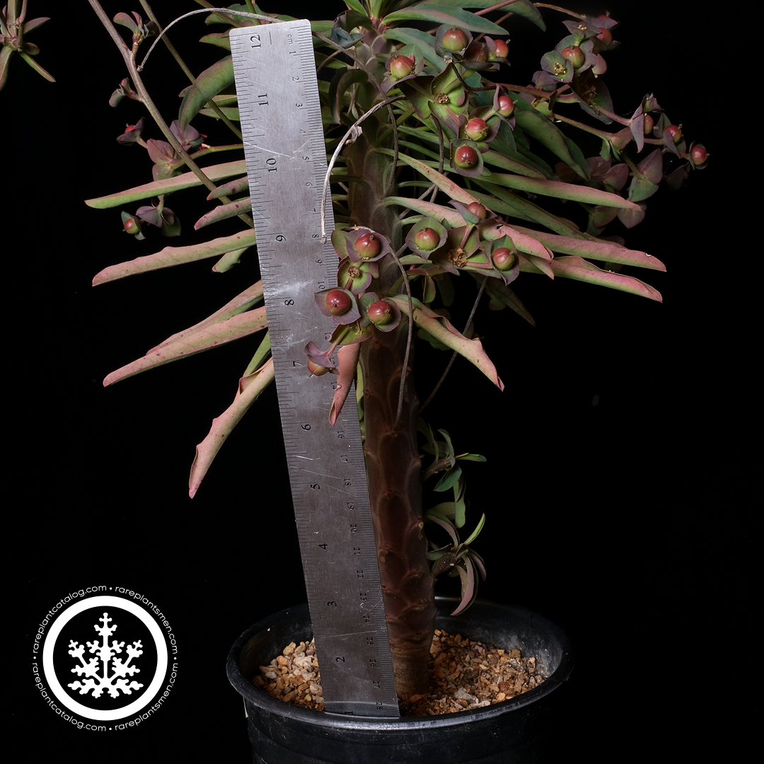 Euphorbia bubalina