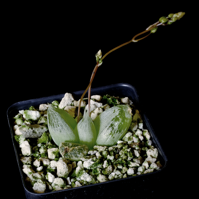 Bulbine mesembryanthemoides