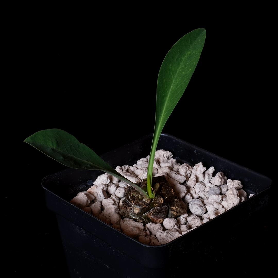 Euphorbia bupleurifolia small