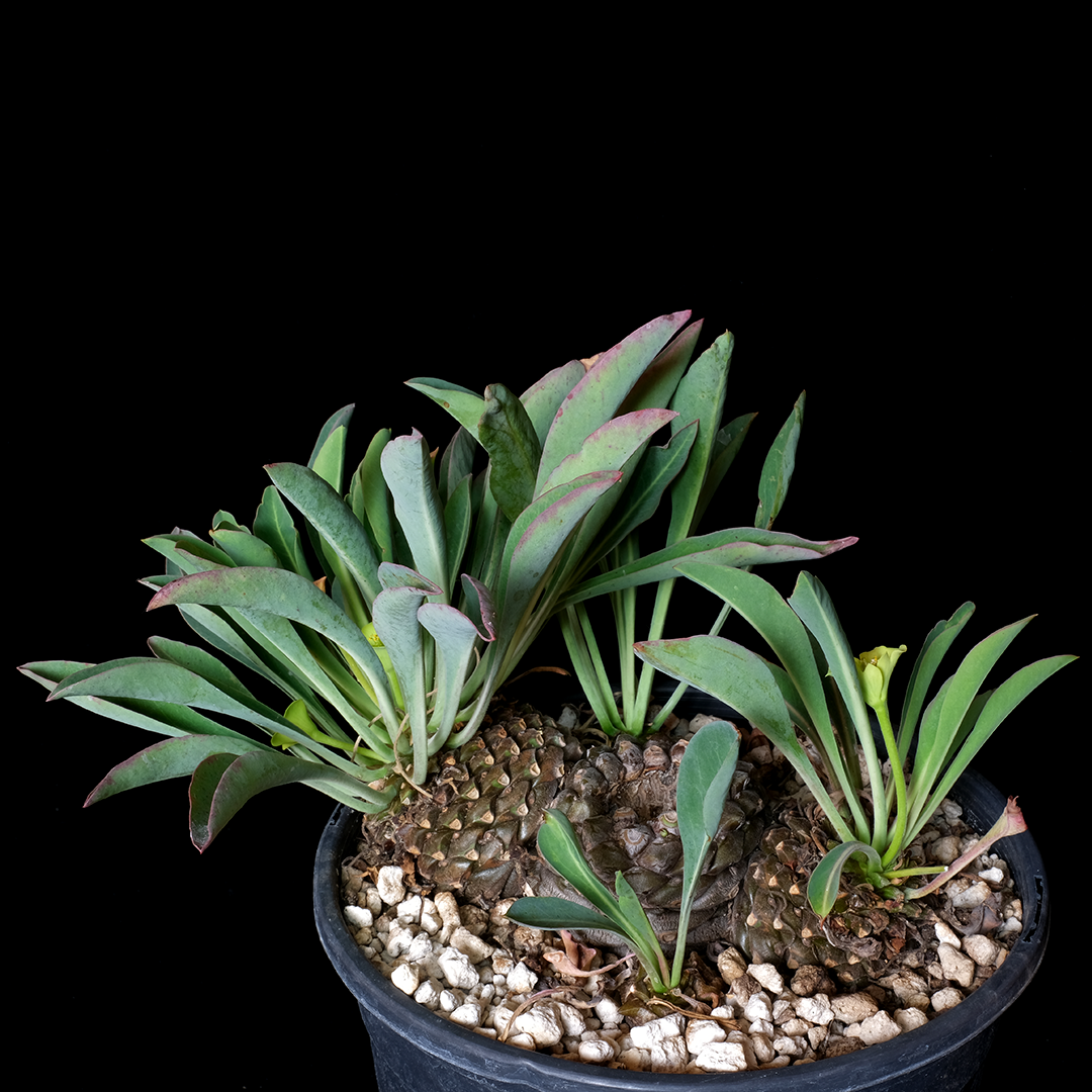 Euphorbia bupleurifolia XL specimen