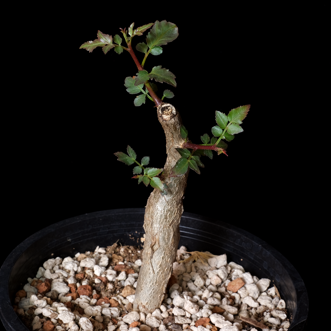 Bursera fagaroides