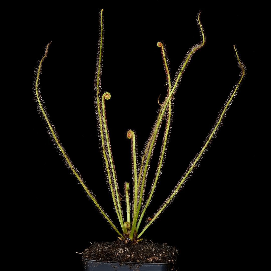 Drosera x 'California Sunset'