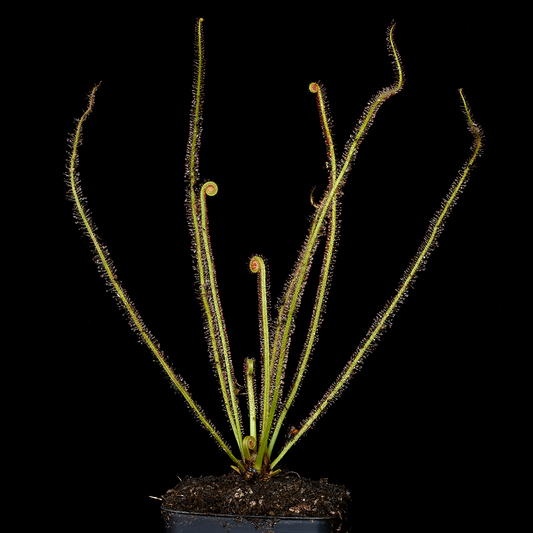 Drosera x 'California Sunset'