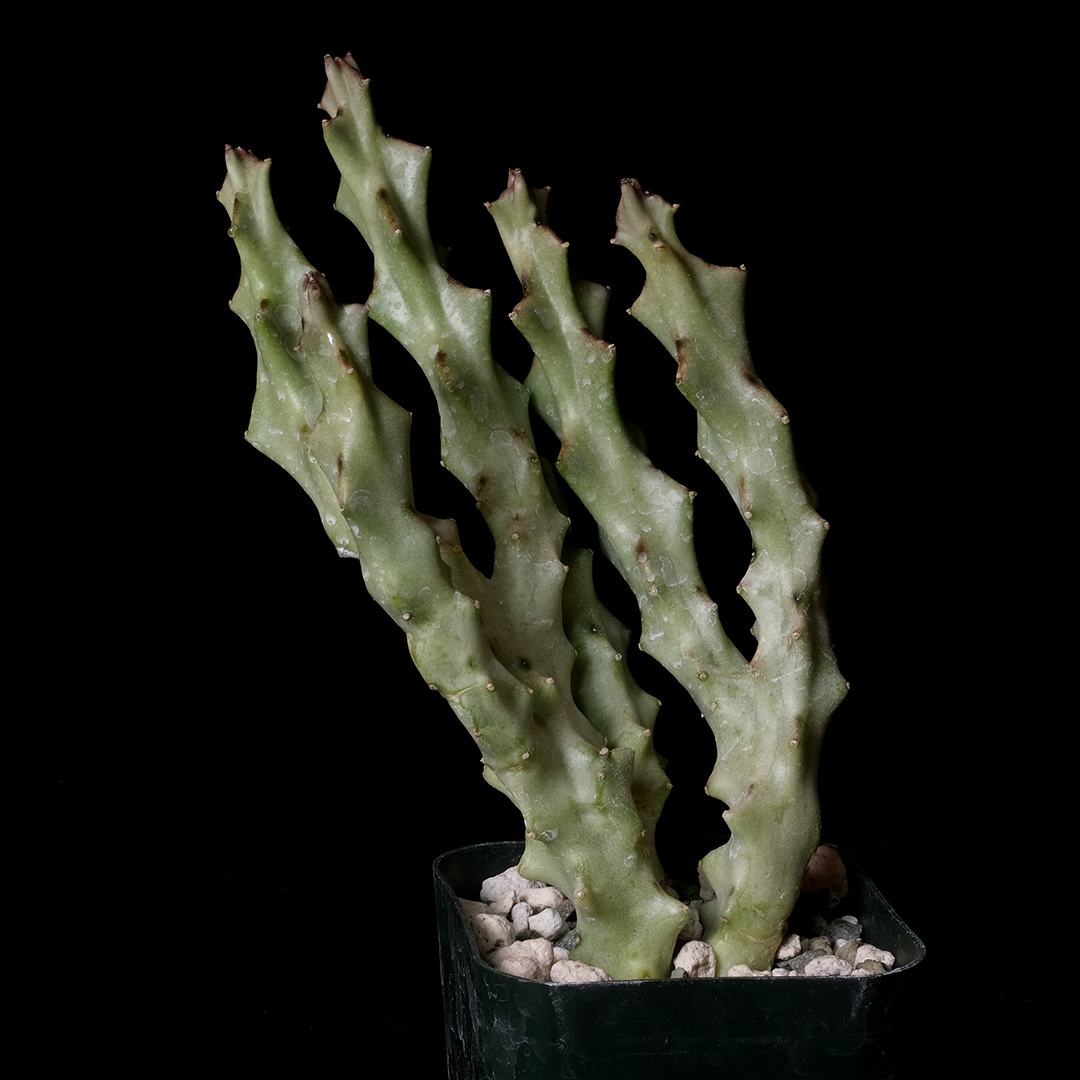 Caralluma socotrana