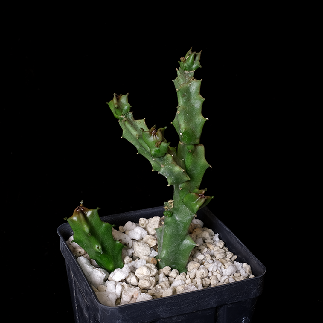 Caralluma europaea