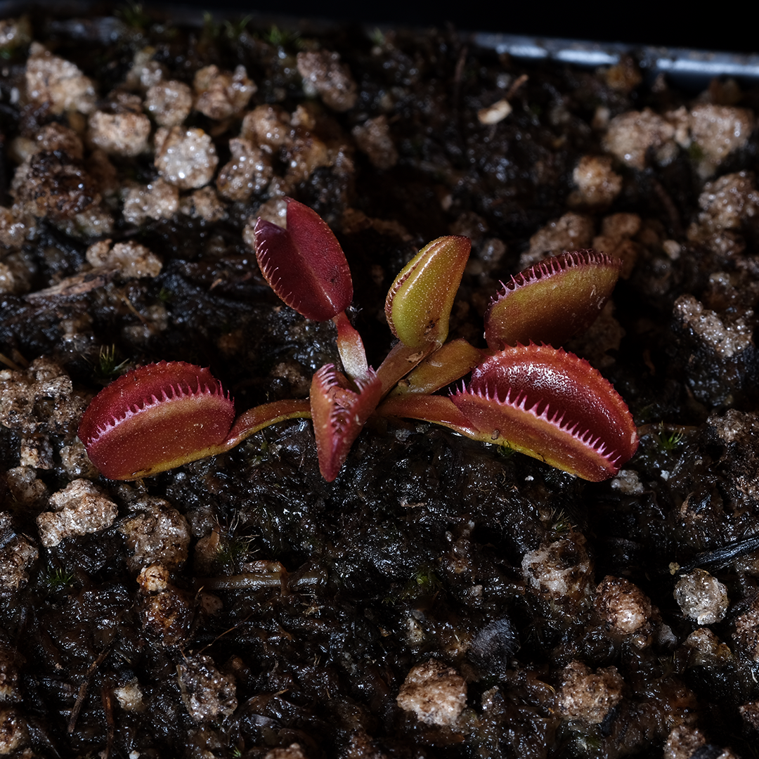 Dionaea muscipula 'Carboni Ardenti'