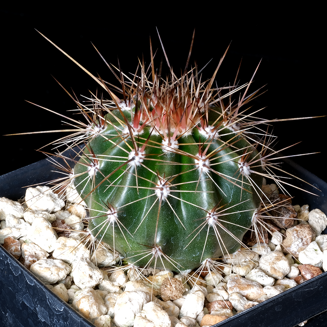 Carnegiea gigantea