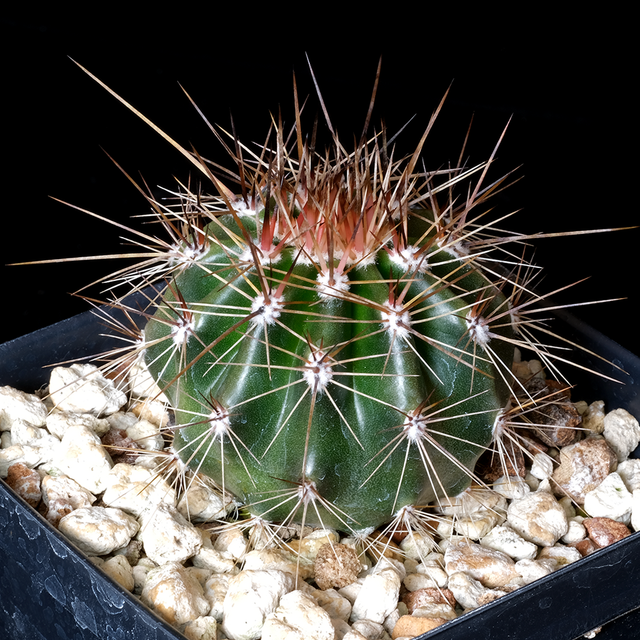 Carnegiea gigantea