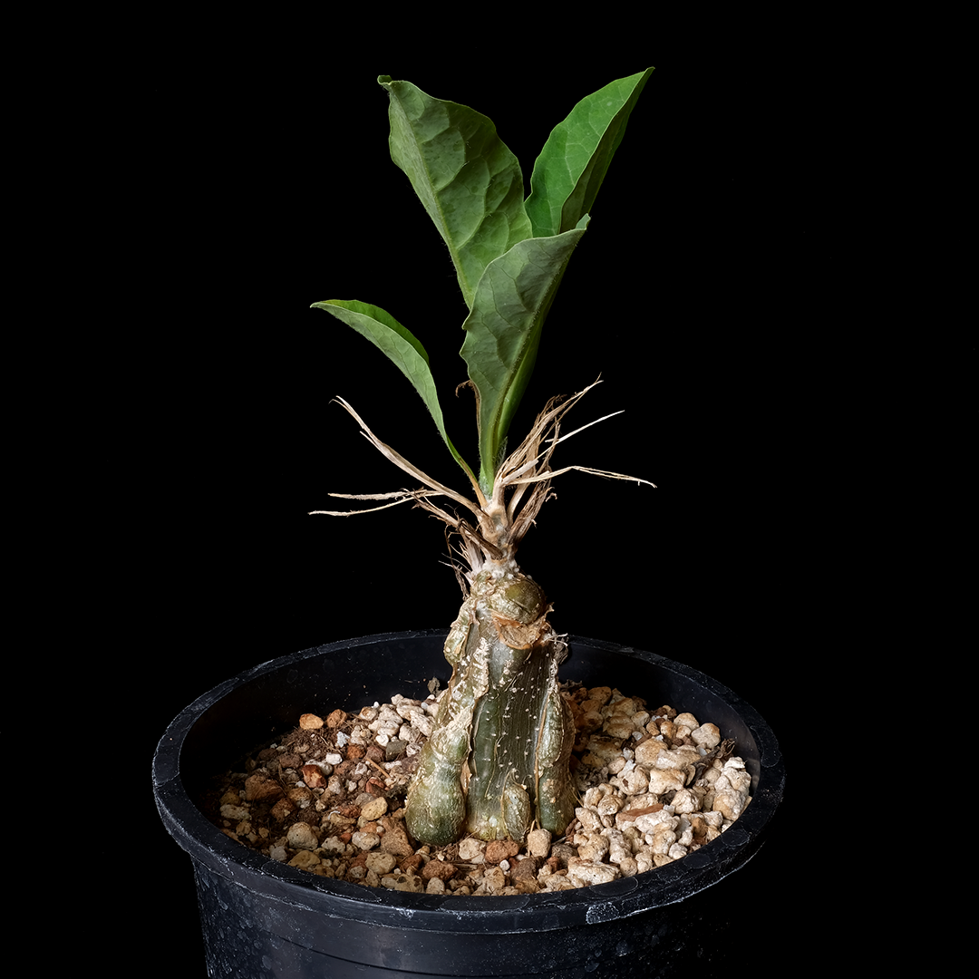 Cephalopentandra ecirrhosa