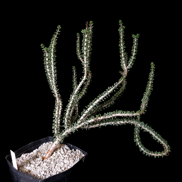 Ceraria namaquensis XL specimen #3