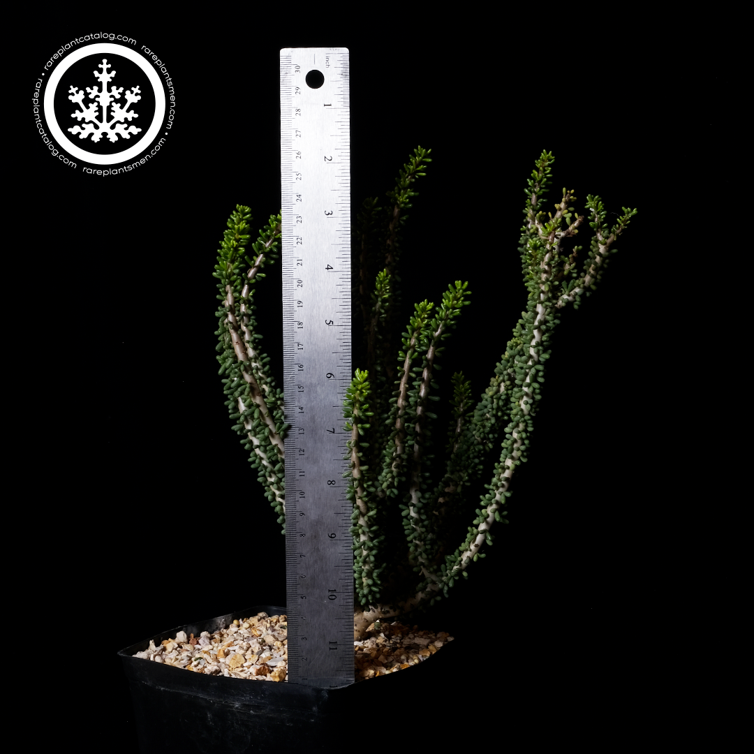 Ceraria namquensis XL specimen #2