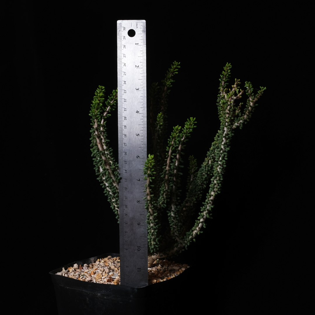 Ceraria namquensis XL specimen #2