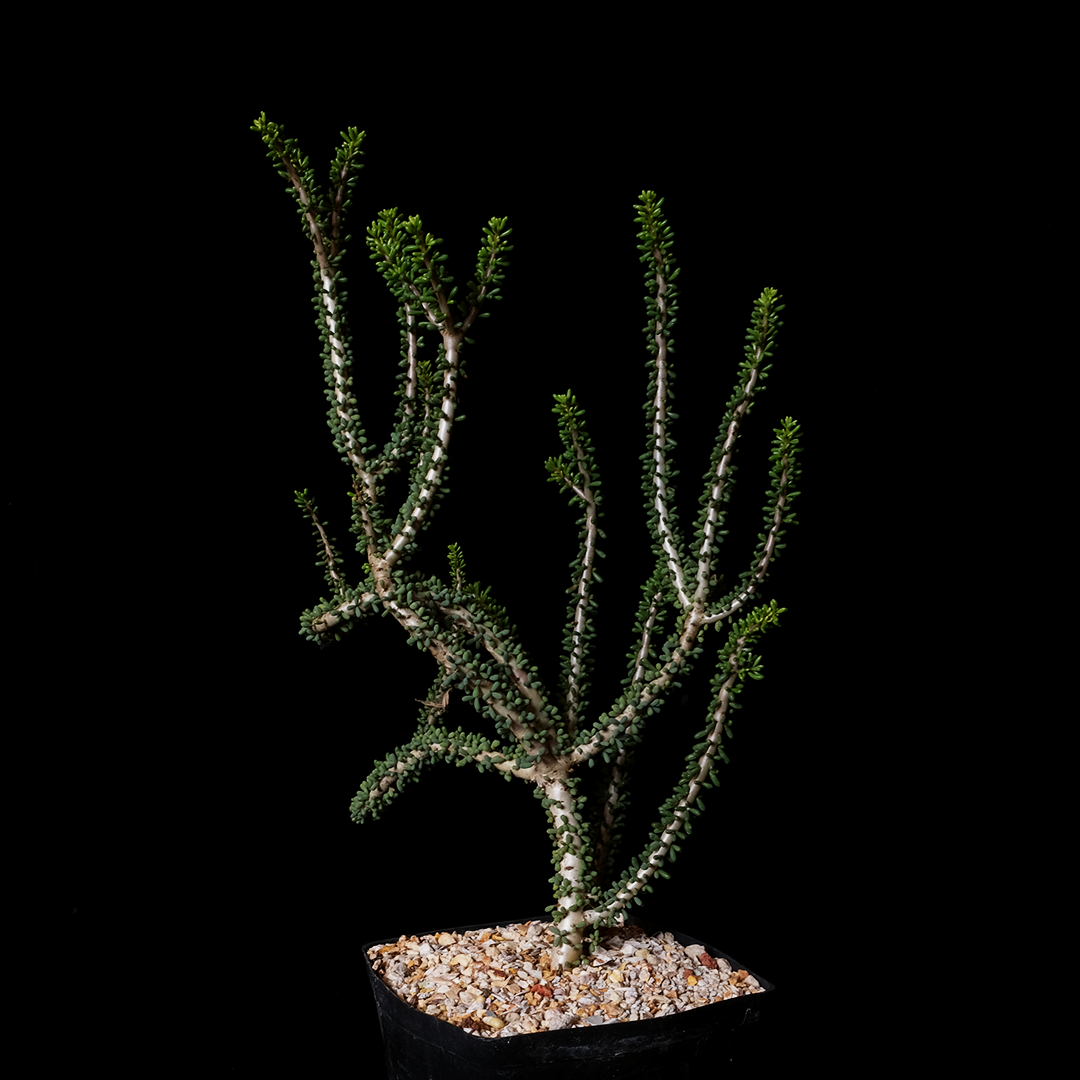 Ceraria namaquensis XL specimen #1