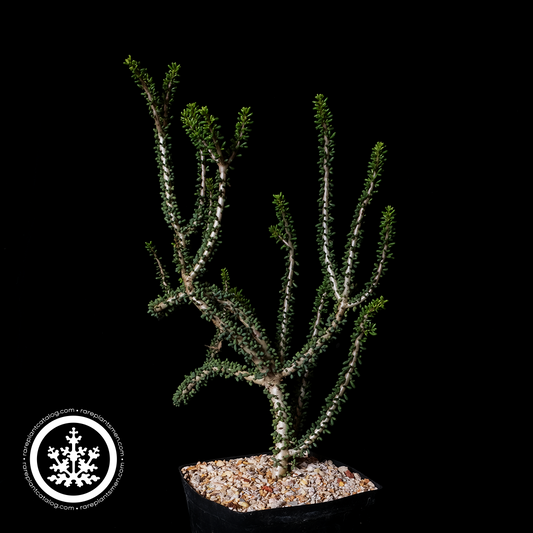 Ceraria namaquensis XL specimen #1