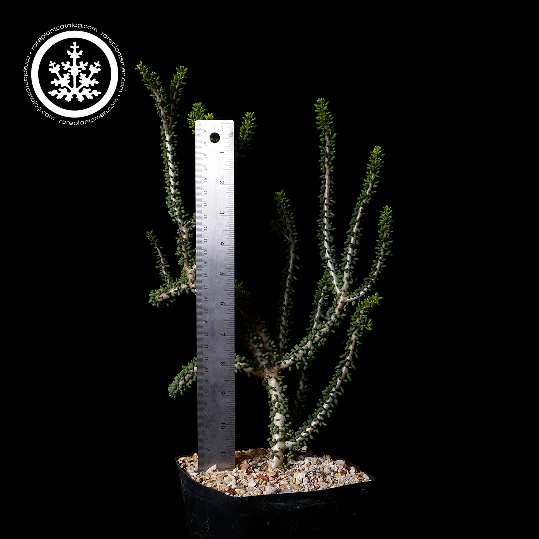 Ceraria namaquensis XL specimen #1