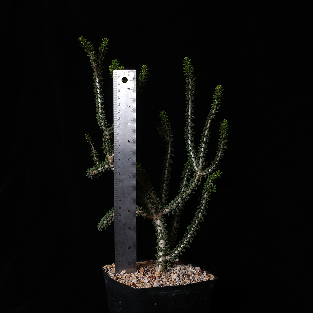 Ceraria namaquensis XL specimen #1