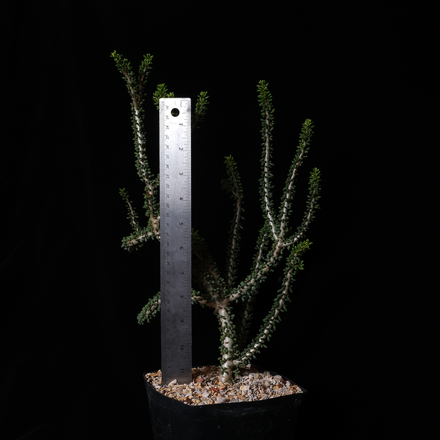 Ceraria namaquensis XL specimen #1