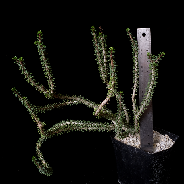 Ceraria namaquensis XL specimen #3