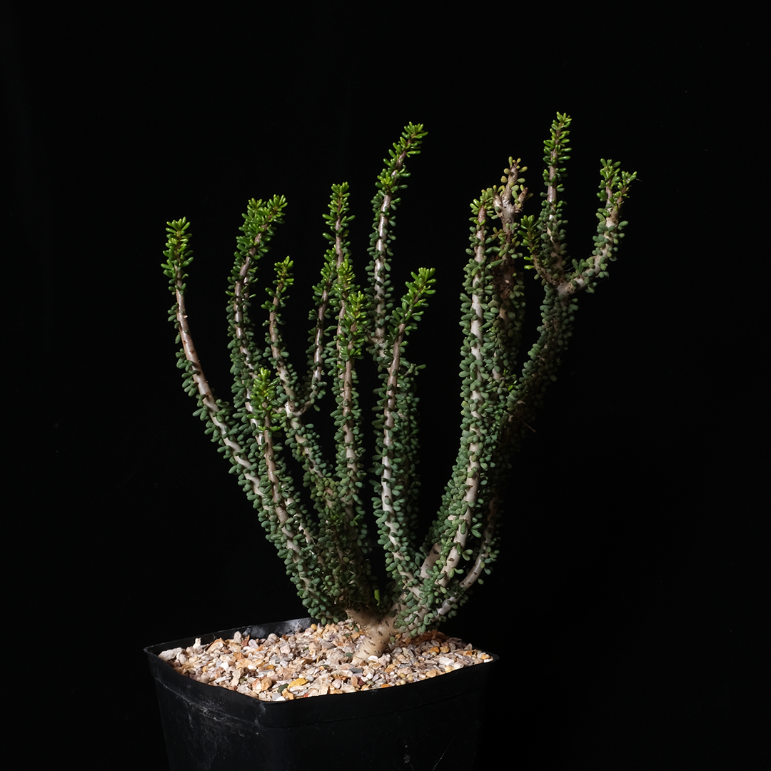 Ceraria namquensis XL specimen #2