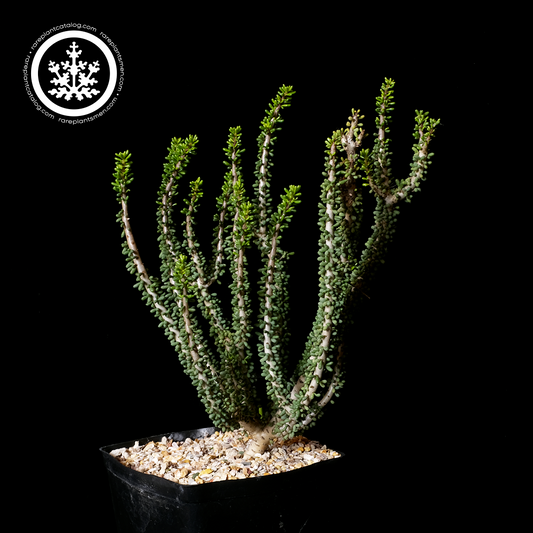 Ceraria namquensis XL specimen #2