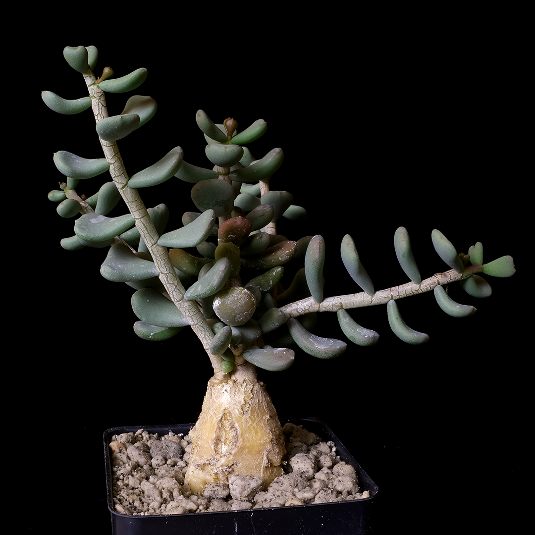 Ceraria pygmaea (seed grown)