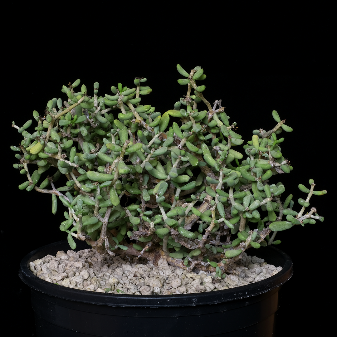 Ceraria pygmaea specimen