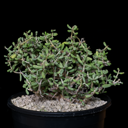 Ceraria pygmaea specimen