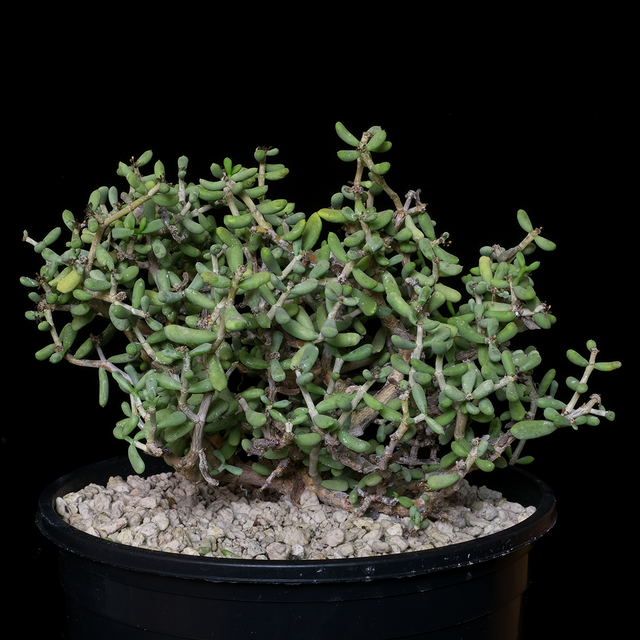 Ceraria pygmaea specimen