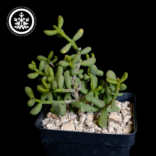 Ceraria pygmaea