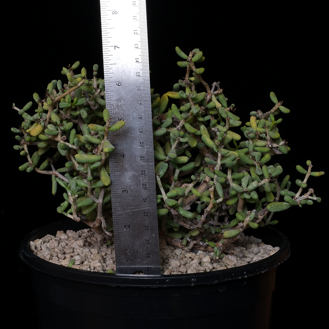 Ceraria pygmaea specimen