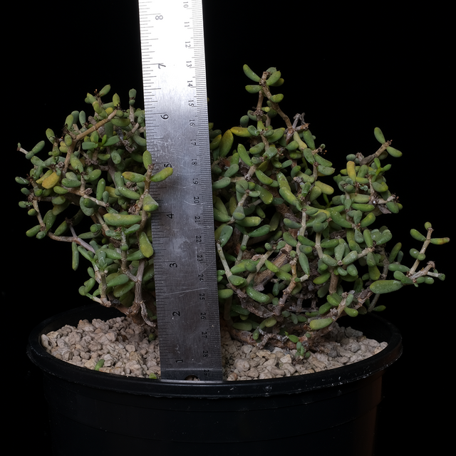 Ceraria pygmaea specimen