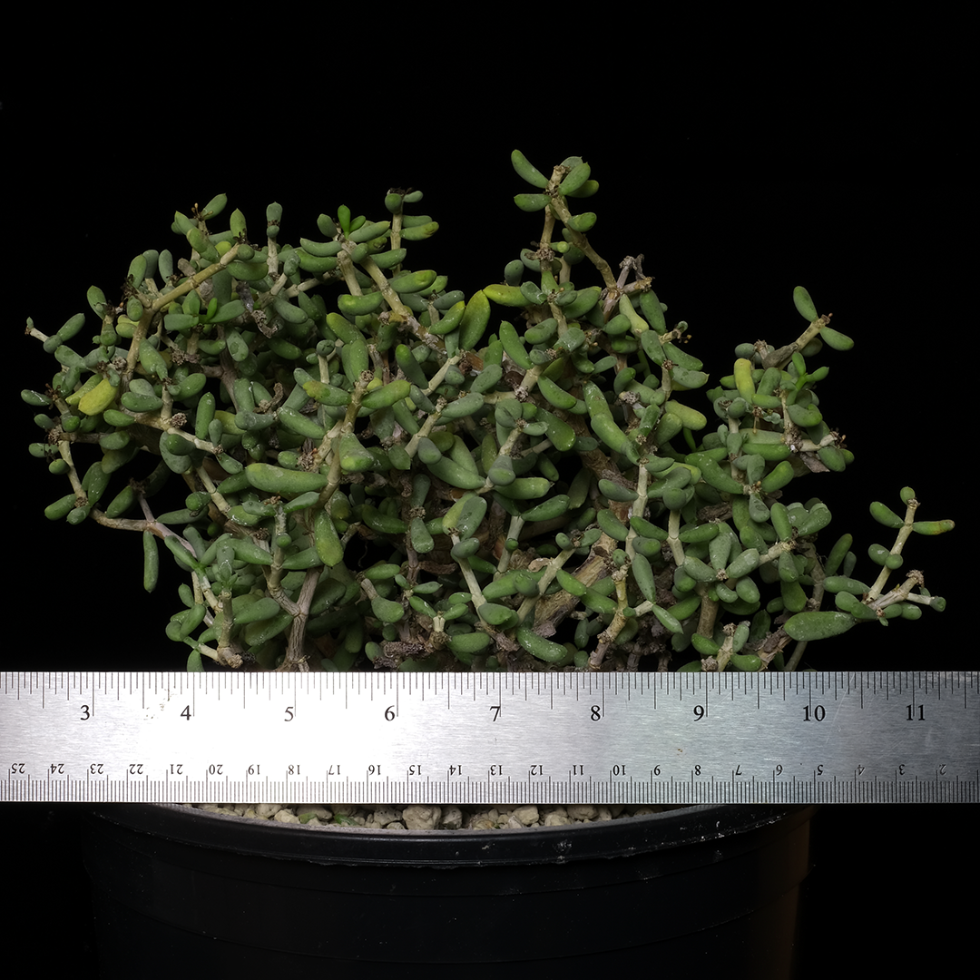 Ceraria pygmaea specimen