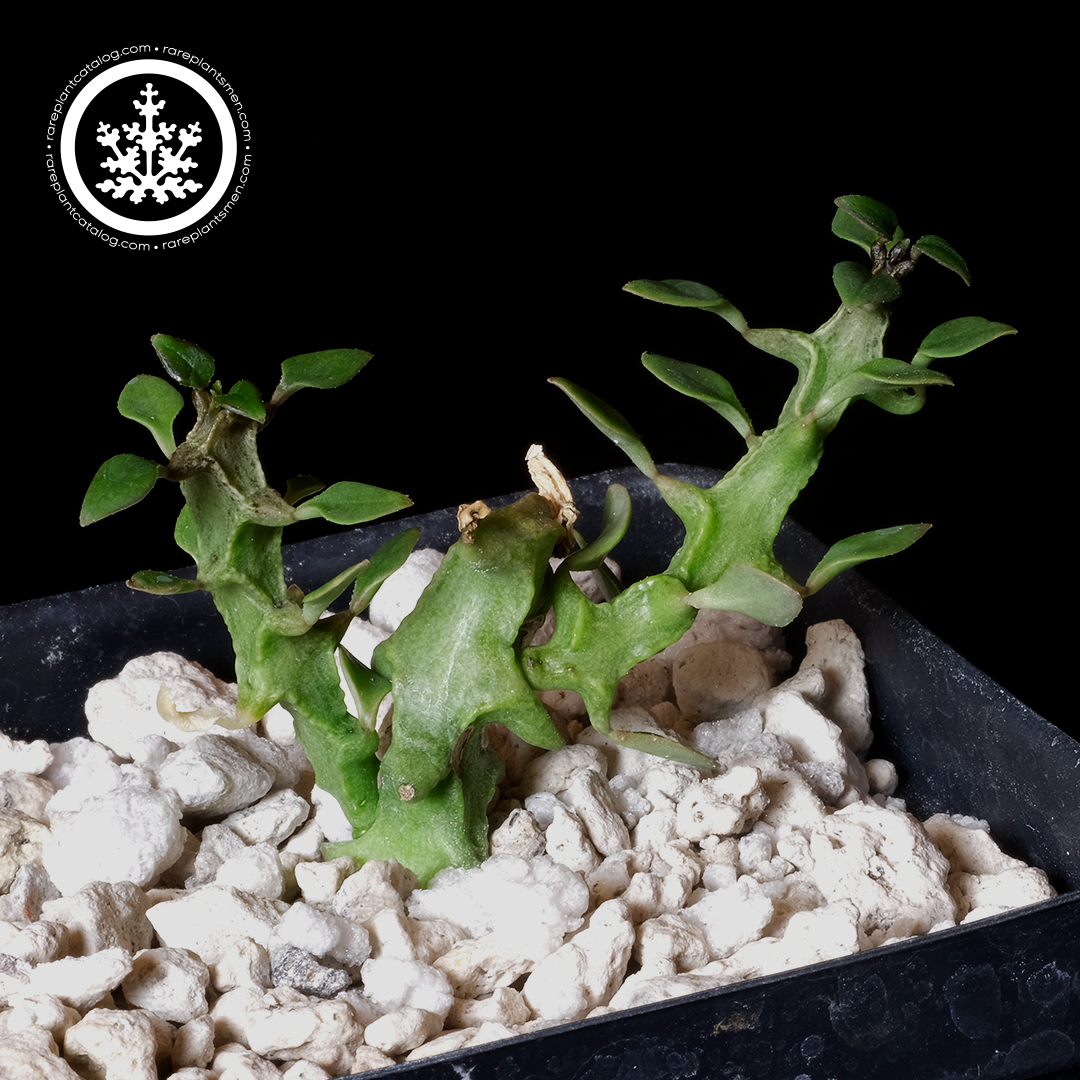 Ceropegia simonae