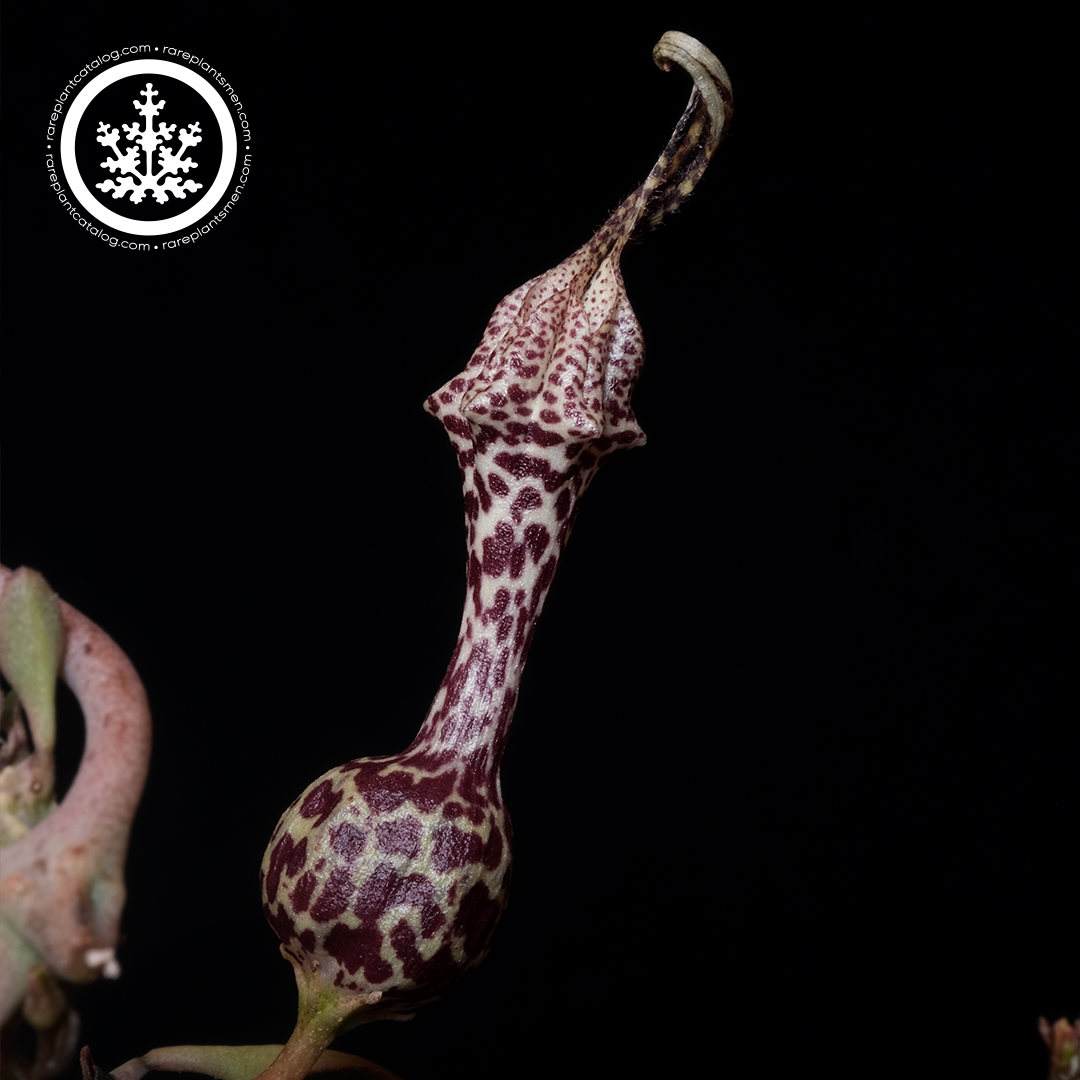 Ceropegia simonae