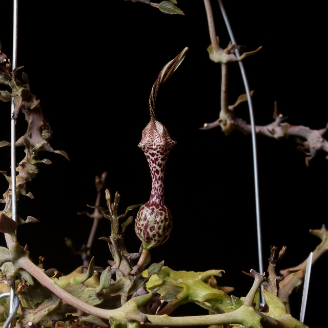 Ceropegia simonae