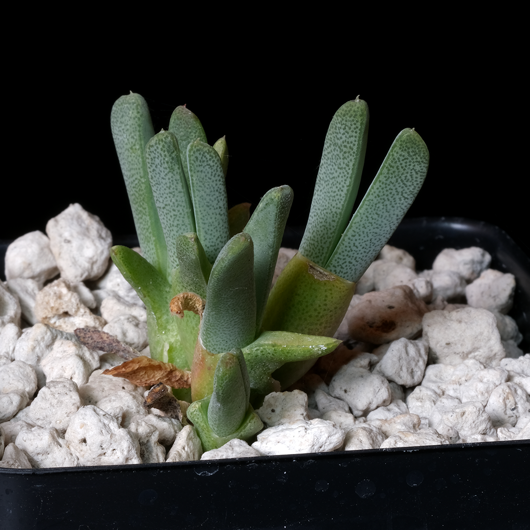 Cheiridopsis cigarettifera SB768