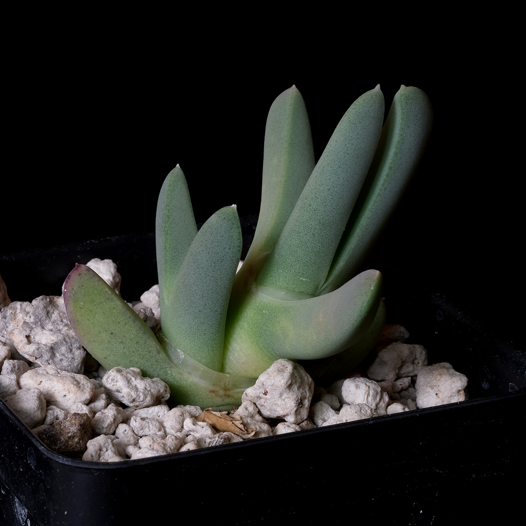 Cheiridopsis robusta SB779