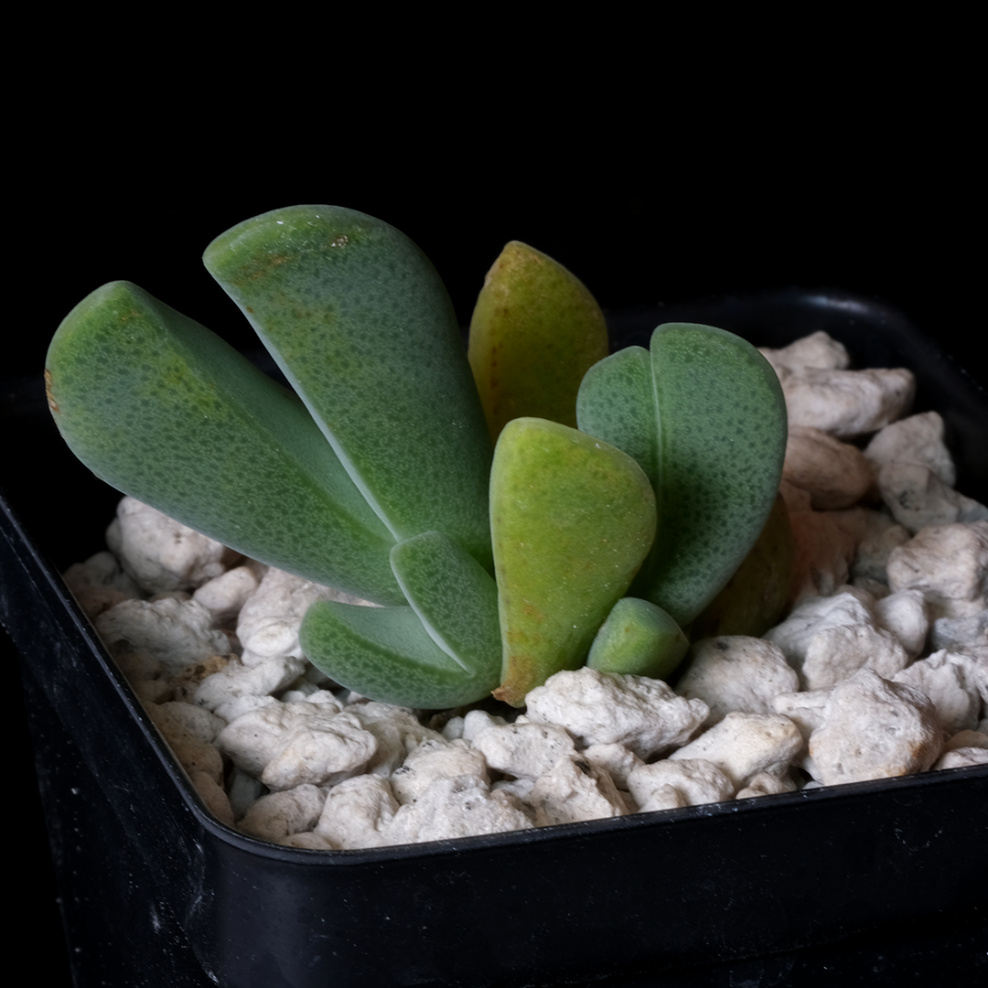 Cheiridopsis speciosa SB769