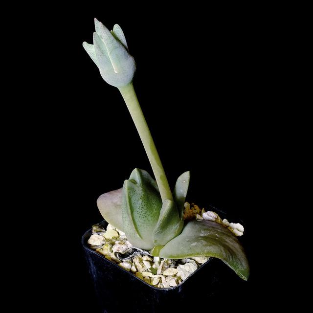 Cheridopsis peculiaris